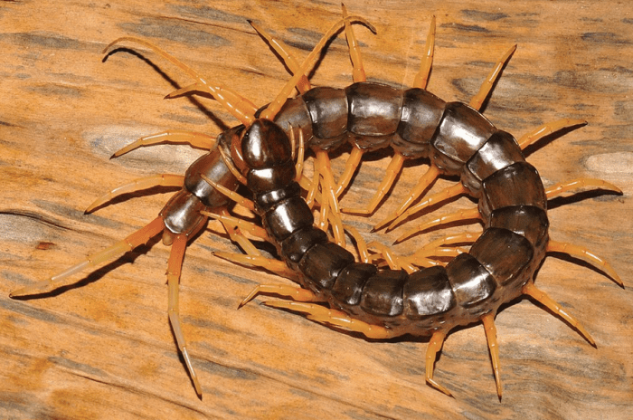 A centipede