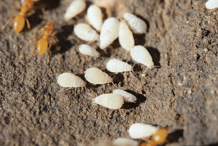 Yellow ants tending to root aphids
