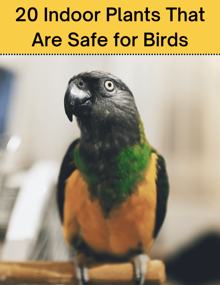 There are a lot of plants that are safe for birds to eat. Double check lists to make sure the one you're buying doesn't harm your feathered friend(s).