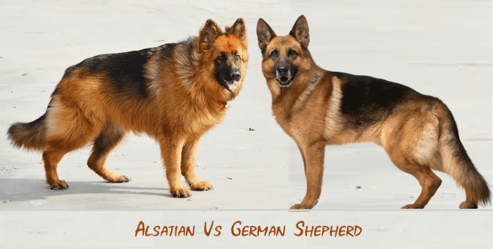 25 Frequently Asked Questions about German Shepherds - HubPages