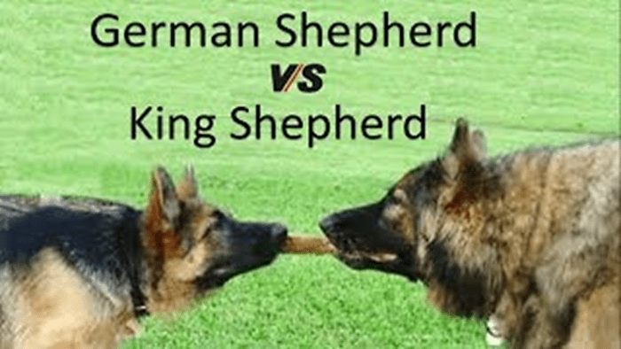 25 Frequently Asked Questions about German Shepherds - HubPages