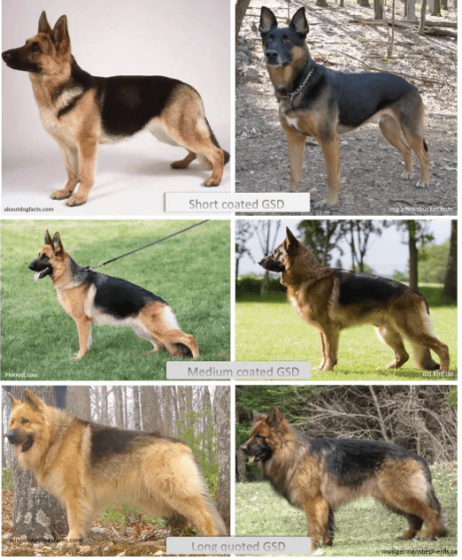 25 Frequently Asked Questions about German Shepherds - HubPages