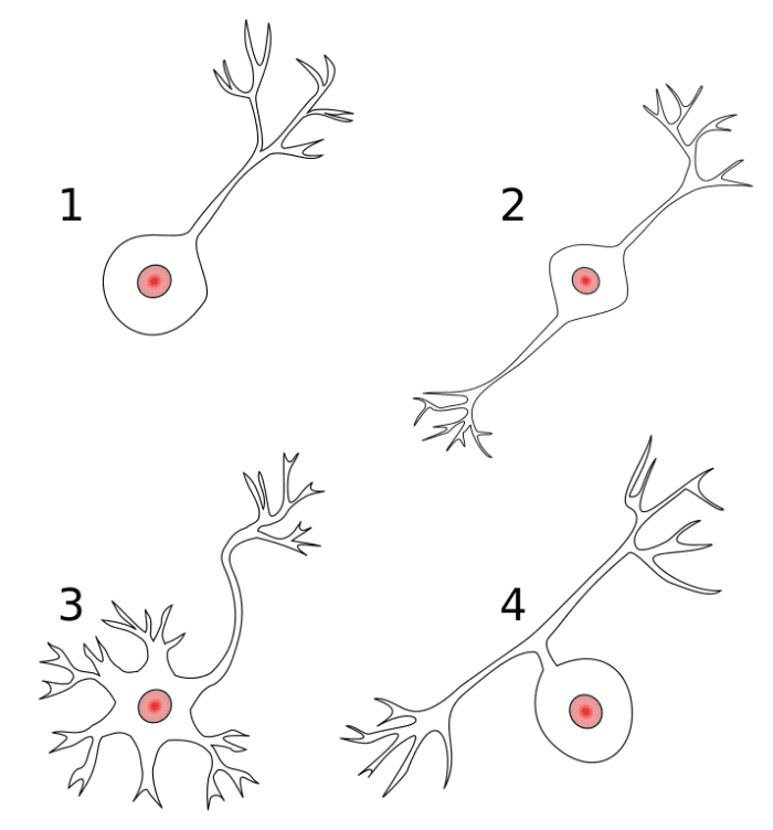 These are the four types of neurons found in animals (unipolar, bipolar, multipolar, and pseudounipolar). Vertebrates lack the unipolar type, but insects have them.
