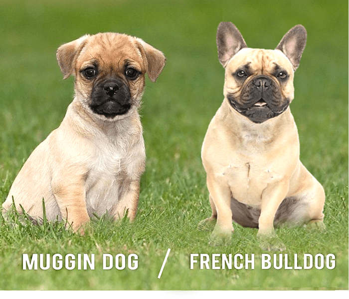 7 Dogs That Look Like the French Bulldog - PetHelpful