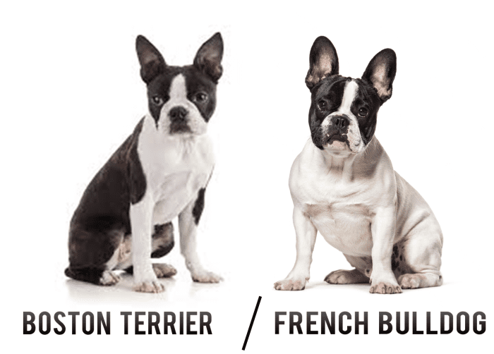 7 Dogs That Look Like the French Bulldog - PetHelpful