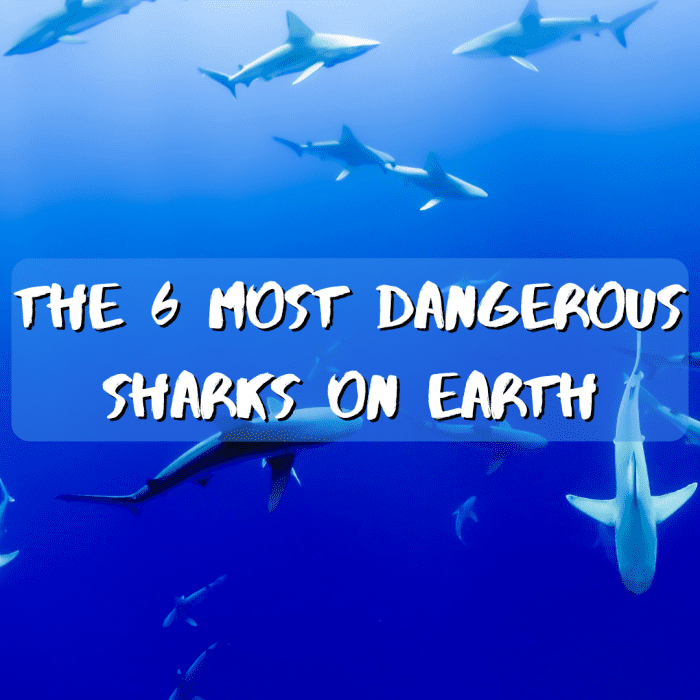 What are the most aggressive sharks on Earth? Read on to learn about 6 of the world's most dangerous sharks, including a possible 25 foot tiger shark!