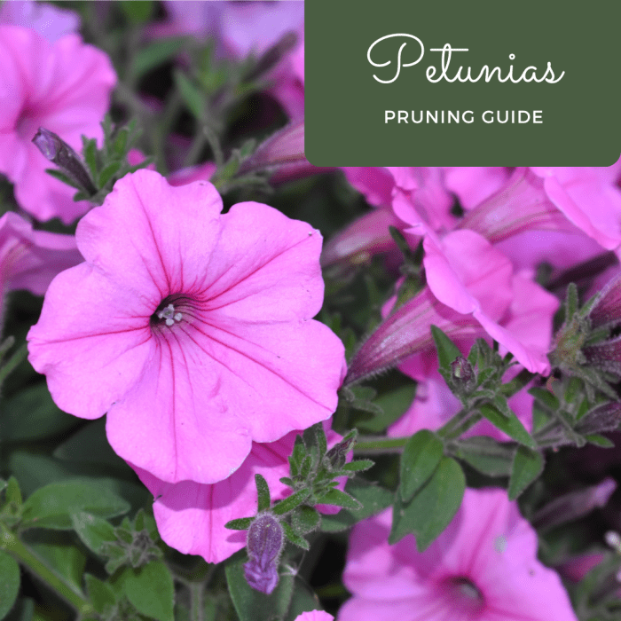 How to Prune and Trim Petunias Properly A Short Tutorial Dengarden