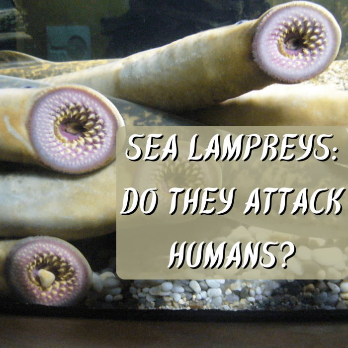 Do lampreys attack humans? Read on to find out this and much more about the lamprey, a strange and frightening "living fossil."