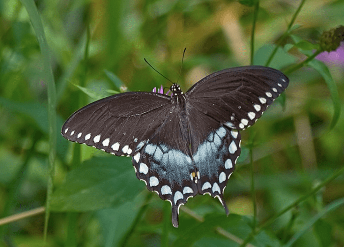 Spicebush swallowtail, Papilio troilus
