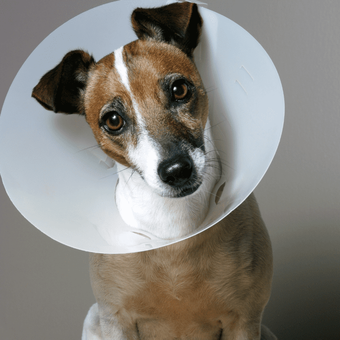 The Elizabethan collar, AKA "cone of shame" can help prevent trouble to your dog's stitches