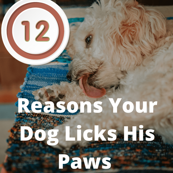 12 Reasons Why Dogs Lick Their Paws Constantly & Obsessively - PetHelpful