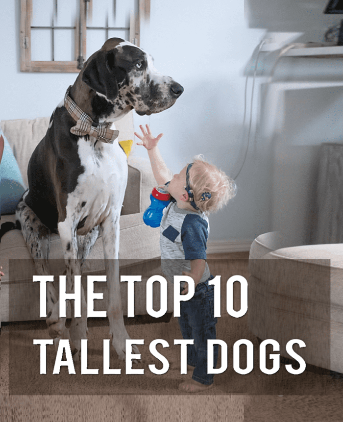 What Are The Top 10 Tallest Dog Breeds? - PetHelpful