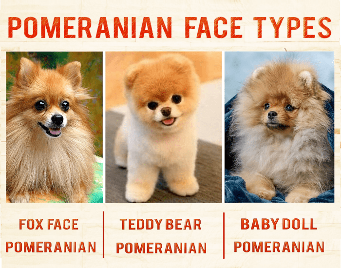 21 Most Popular Questions About Pomeranian HubPages