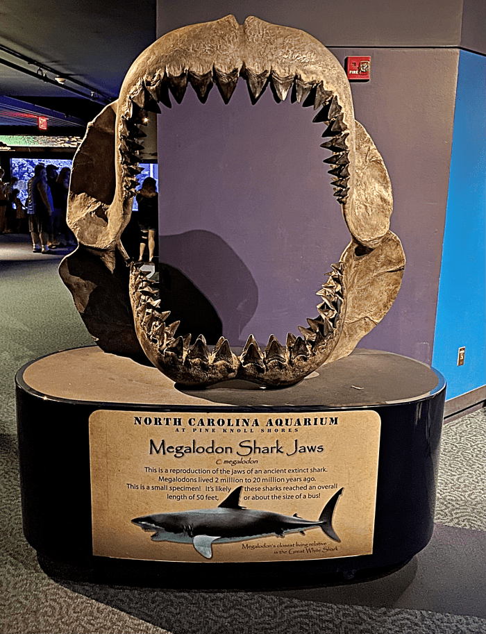 A reproduction of the jaw of a small Otodus megalodon at the North Carolina Aquarium at Pine Knoll Shores
