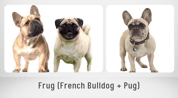 15 Most Popular French Bulldog Mix Dogs - PetHelpful