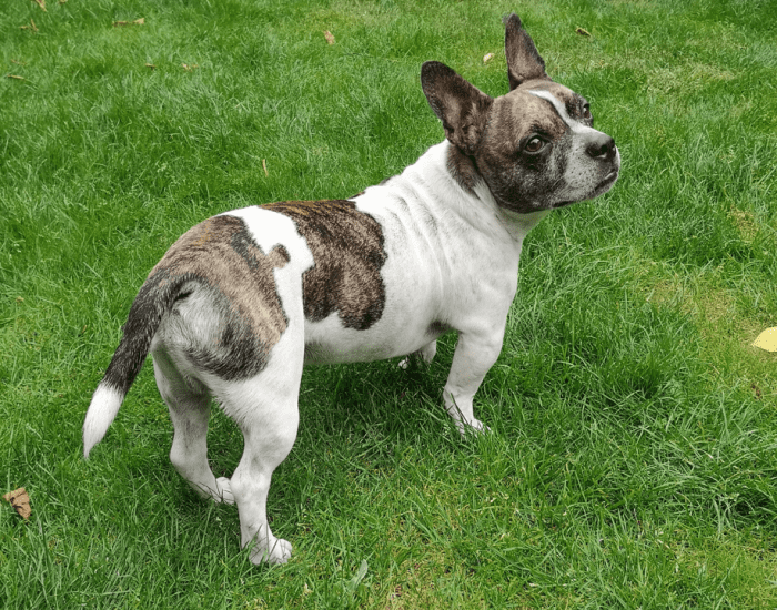 15 Most Popular French Bulldog Mixes - PetHelpful