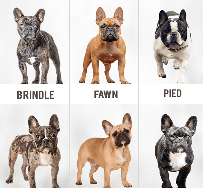 Types of French Bulldog: Coat and Color Varieties - PetHelpful