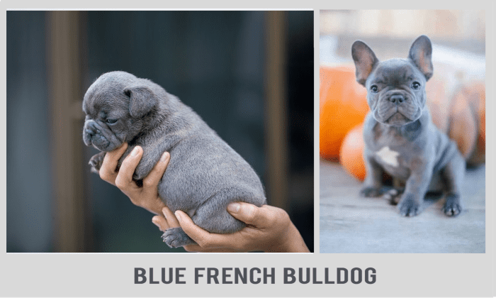 15 Interesting Facts about French Bulldog - HubPages