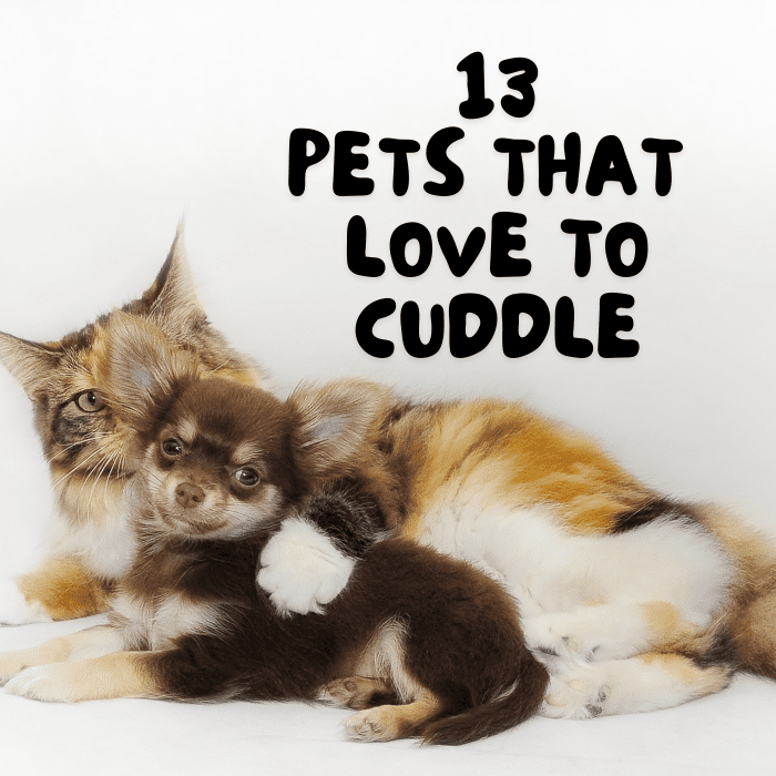 Top 13 LowMaintenance Pets That Like to Cuddle PetHelpful