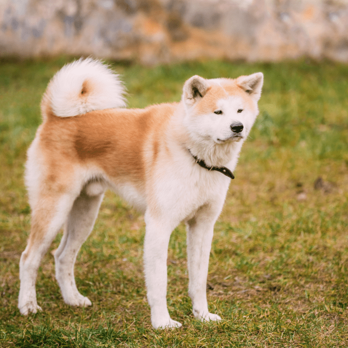 30 Fascinating Facts About Dog Paws PetHelpful