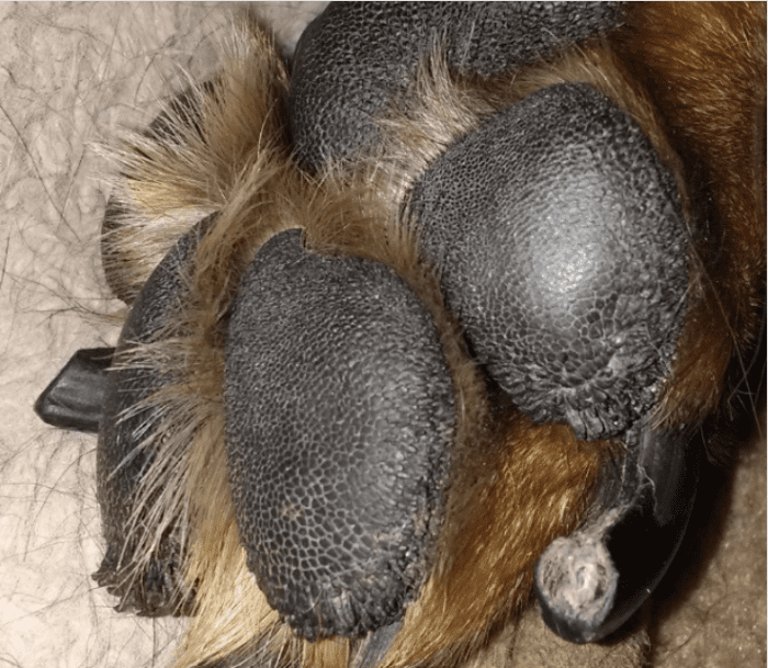 Notice the smoothened central areas of the conical papillae compared to the more textured outer parts.