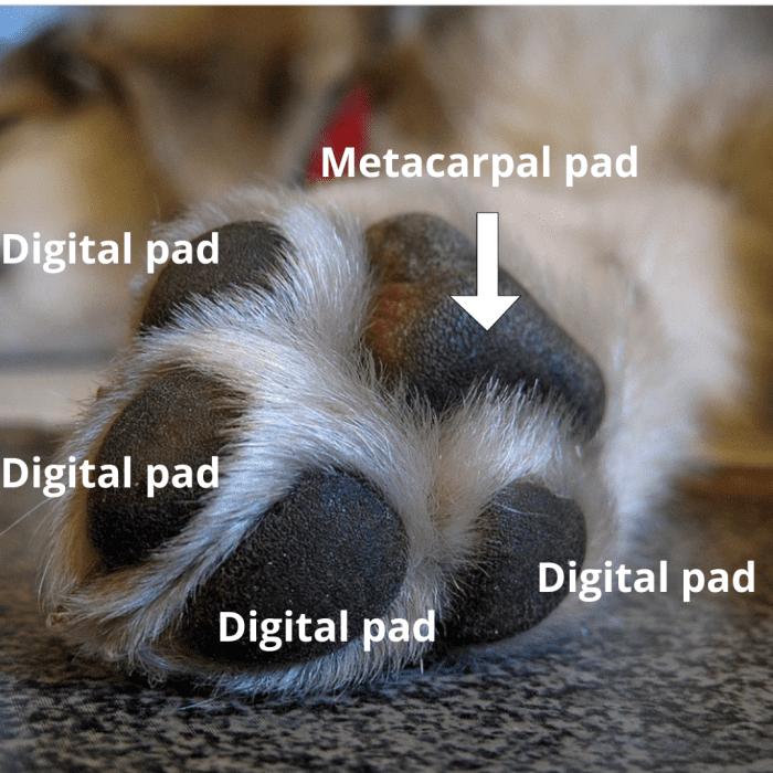 30 Fascinating Facts About Dog Paws - PetHelpful