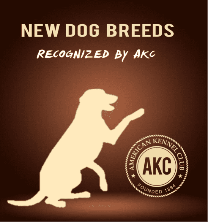 11 Newest Dog Breeds Recognized by AKC Till 2016 HubPages