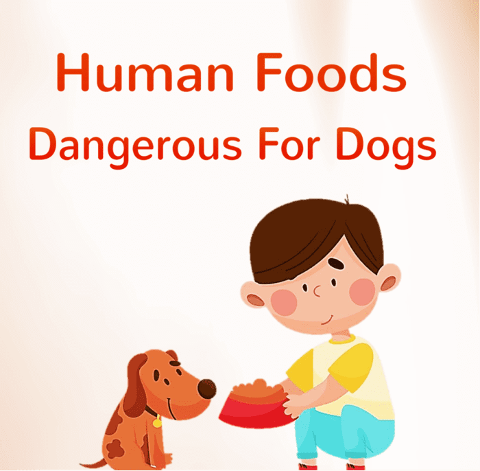 15 Human Foods That Are Good For Dogs HubPages