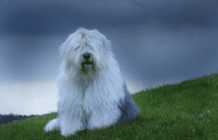 15 Cutest Large and Fluffy Dog Breeds - HubPages