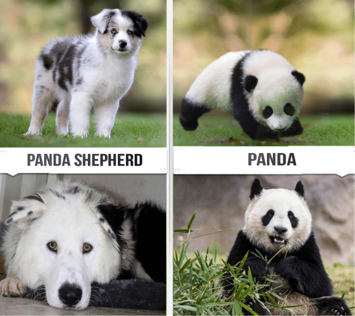 7 Dog Breeds Got their Nickname After Animals HubPages