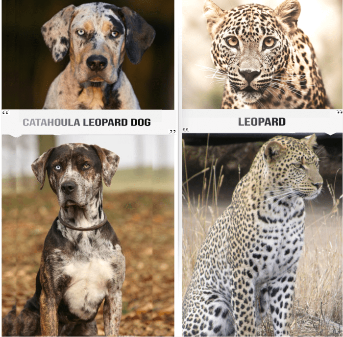 7 Dog Breeds Got their Nickname After Animals HubPages