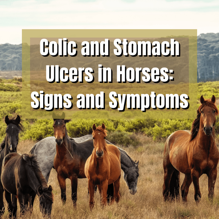 Is your horse's stomach gurgling? Learn how to take your horse's vital signs and understand the symptoms of colic and ulcers, which are unfortunately quite common equine issues.