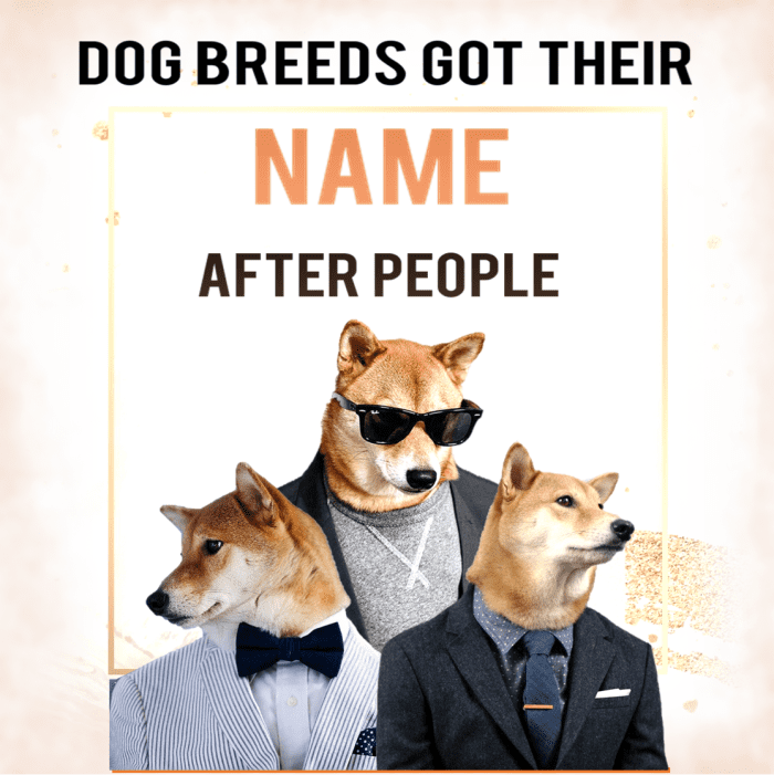 11-dog-breeds-named-after-people-hubpages