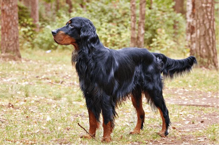 11 Dog Breeds Named After People - HubPages