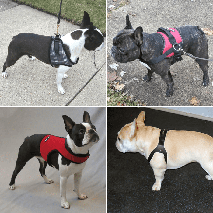 Harness Vs. Collar Which Is Best for Your Dog? HubPages