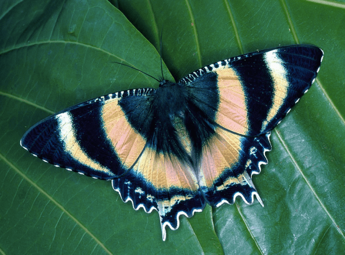 A beautiful Uranid moth