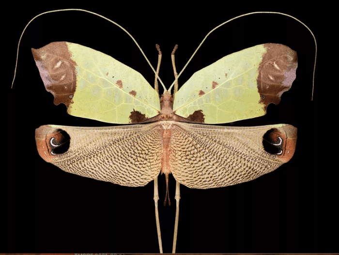 It may look like a butterfly, but this peacock katydid isn't even closely related.
