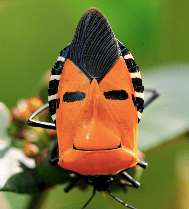 6 Insects With Amazing Faces (With Photos) - Owlcation