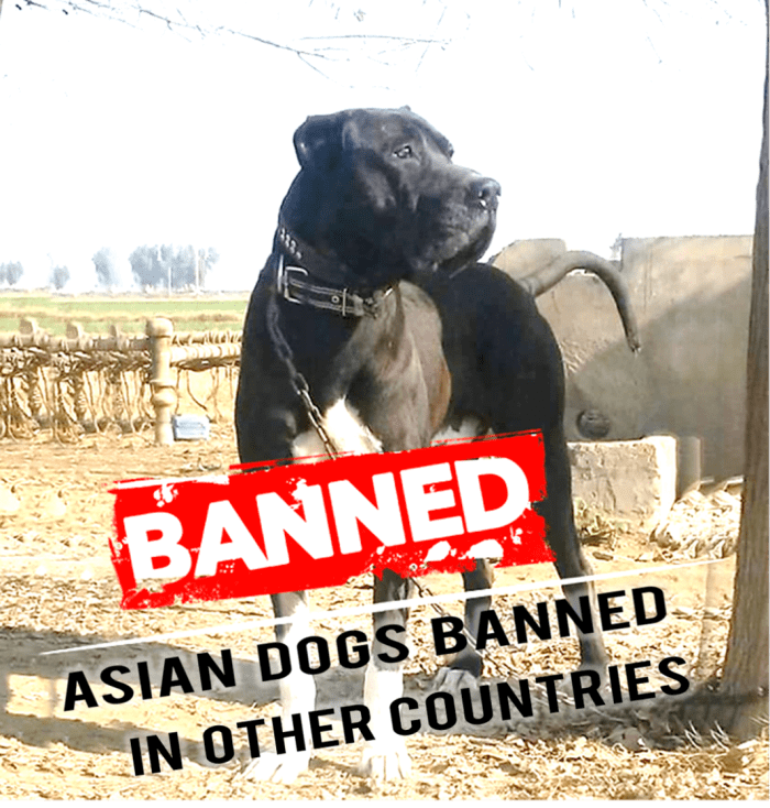 Five Asian Dogs Banned In Other Countries HubPages   Five Asian Dogs Banned In Other Countries 