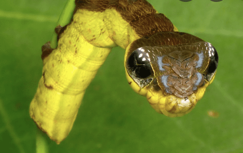 The snake caterpillar, with its head twisted upside-down to mimic a viper.