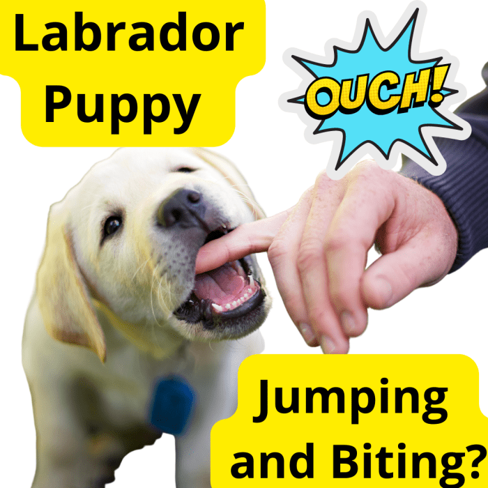 How to Stop a Labrador Puppy From Jumping and Biting PetHelpful