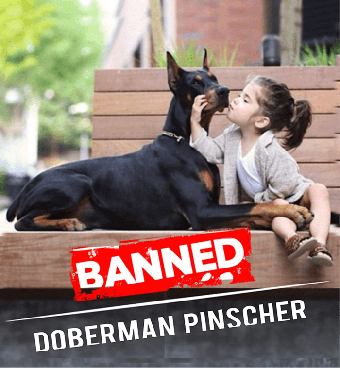 11 Countries Where Doberman Pinschers Are Banned or Restricted PetHelpful