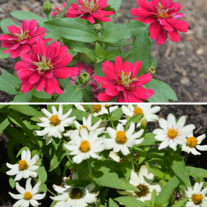 These little mounding plants make great borders, and the pollinators love them, too.