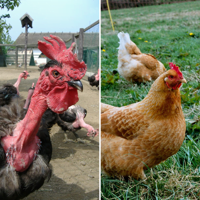 Interbreeding between these two types of chickens is what eventually resulted in the featherless chickens we see today.