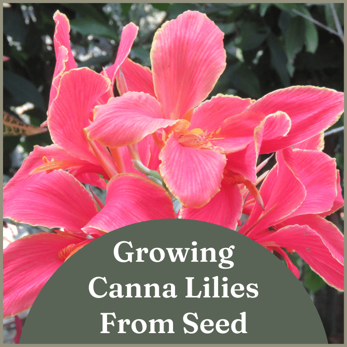 How to Grow Canna Lilies From Seed Dengarden