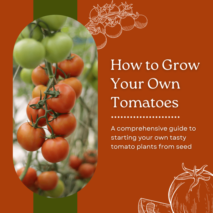 take care of tomato plants