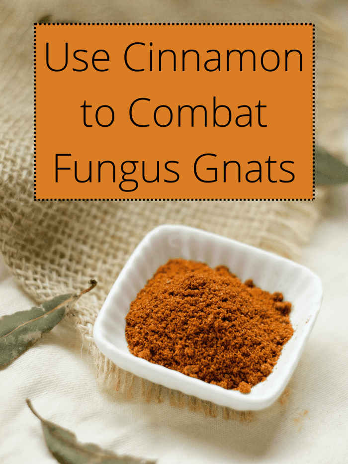 How to Save an Indoor Plant From Fungus Gnats Dengarden