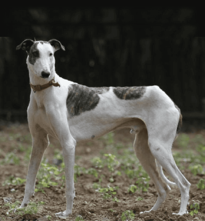 Rampur Greyhound Breed Information, Facts and Characteristics HubPages