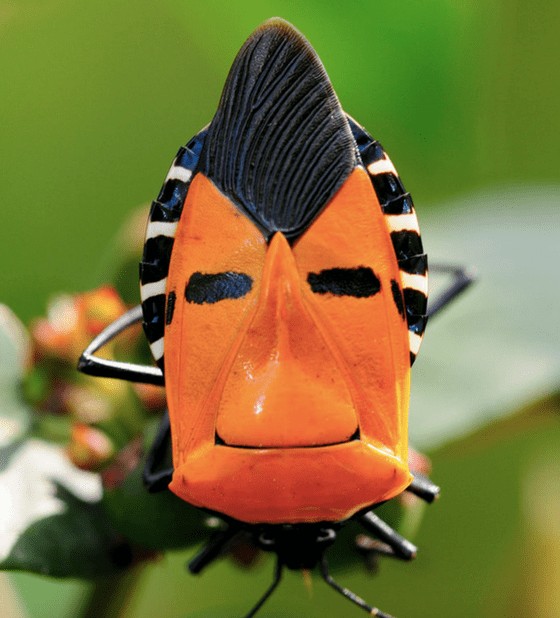 Extremely Weird Insects With Photos Owlcation