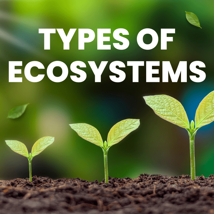 Three Different Types Of Ecosystems - Owlcation